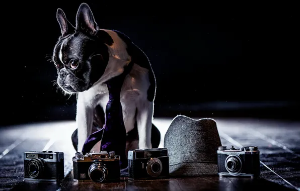 Картинка фон, собака, фотоапарат