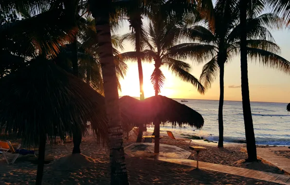 Картинка пляж, пальмы, океан, экзотика, beach, sunset, Доминикана