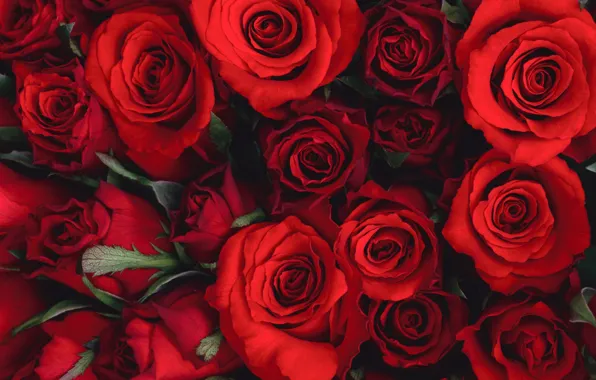 Картинка цветы, букет, красиво, красные, red, Розы, flower, flowers, beautiful, Roses