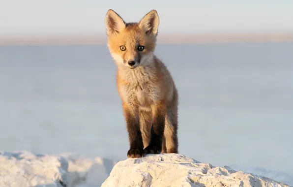 Картинка fox, baby, wildlife, red fox, baby fox