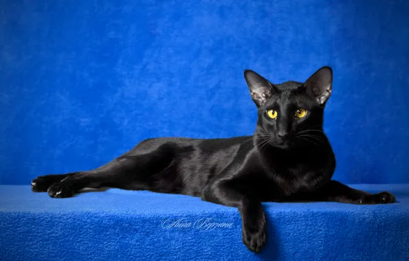 Картинка глаза, кот, взгляд, черный кот, синий фон, ориентал