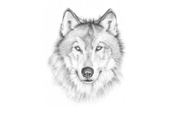 Картинка морда, волк, живопись, светлый фон, wolf