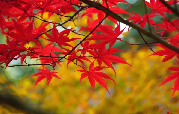 Картинка осень, листья, ветка, красные, клен