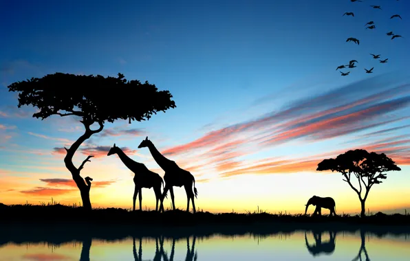 Картинка закат, слон, жираф, Африка