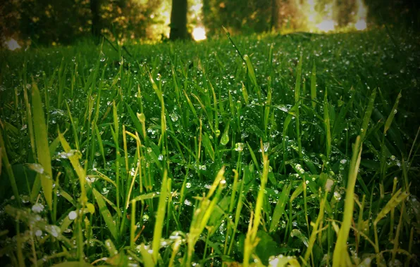 Картинка трава, природа, роса, лужайка, blur effect