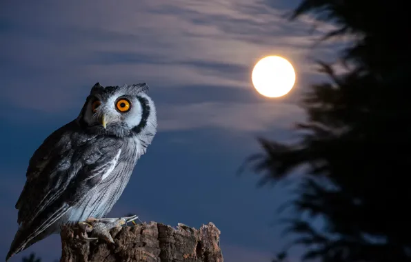 Картинка ночь, сова, птица, луна