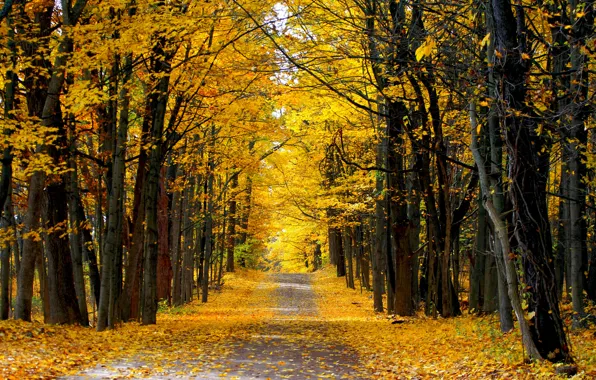 Картинка дорога, осень, лес, солнечный день, проселочная