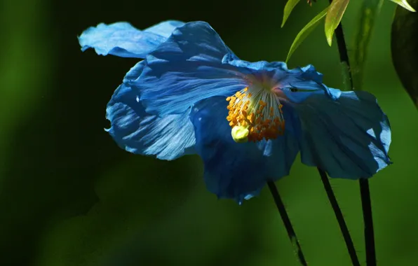 Картинка цветок, листья, фон, голубой