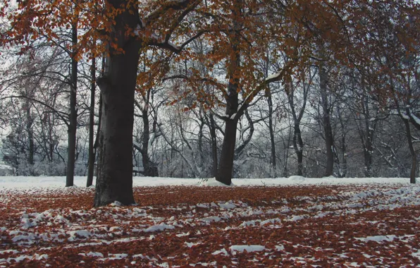 Картинка осень, листья, снег, дерево