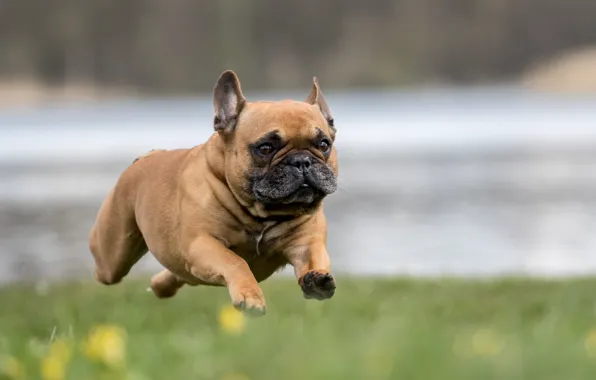 Картинка собака, бег, flying french bulldog