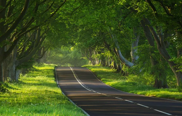 Картинка дорога, деревья, природа, пути, путь, дерево, настроение, настроения, дороги, фото природы