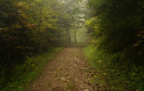Картинка дорога, лес, туман, дорожка, тропинка