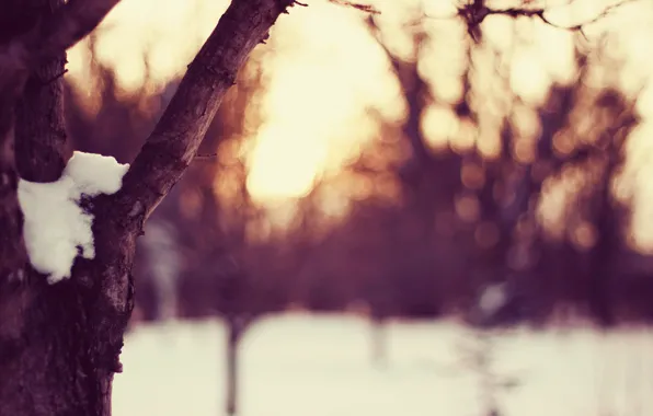 Картинка зима, небо, солнце, свет, снег, закат, дерево, поляна, вечер, погода, время года, снежок, лесок, сучья