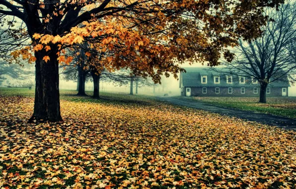Картинка дорога, деревья, дом, листва, Осень