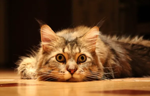 Картинка кошка, взгляд, пол
