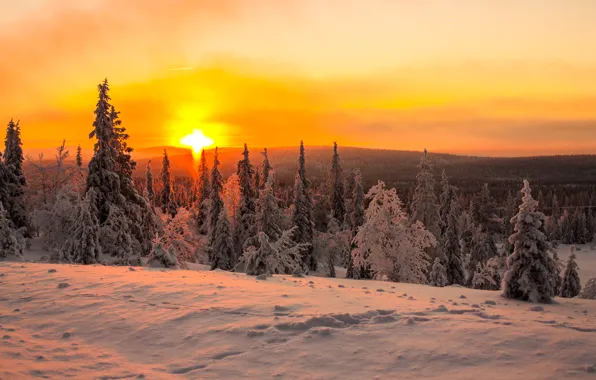 Картинка зима, лес, солнце, снег, рассвет, сопки