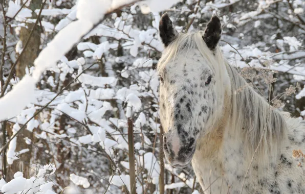 Картинка зима, лес, морда, снег, конь, лошадь