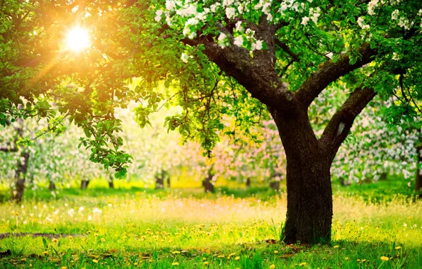Картинка солнце, деревья, природа, весна, сад, одуванчики, яблони