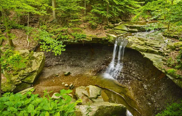 Картинка лес, деревья, камни, скалы, водопад, поток, США, Огайо, Blue Hen Falls