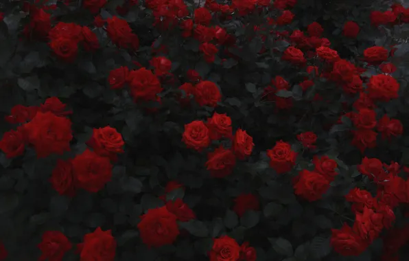 Картинка цветы, кусты, красные розы