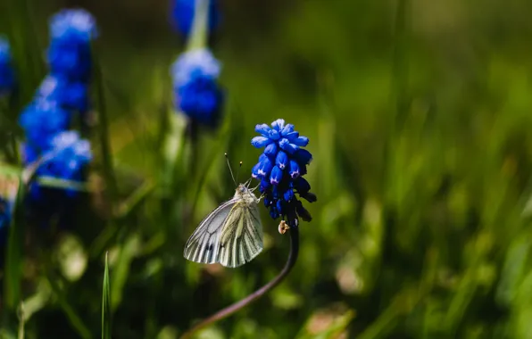 Картинка цветок, трава, бабочка