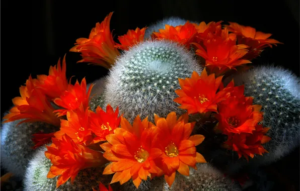 Картинка flowers, flora, cacti