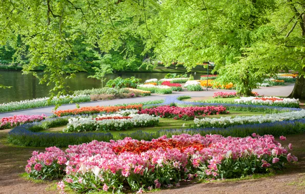 Картинка деревья, цветы, пруд, парк, Нидерланды, Keukenhof Gardens