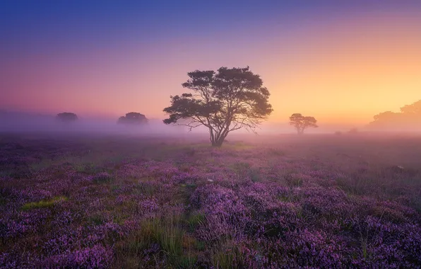 Картинка поле, туман, дерево, рассвет, утро, вереск