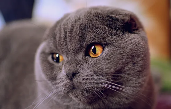 Картинка кошка, глаза, взгляд, морда