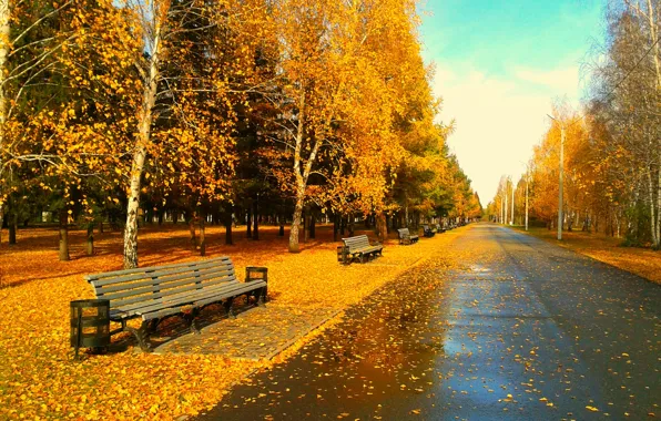 Картинка листья, скамейка, листва, вечер, Парк, золотая осень, Омск