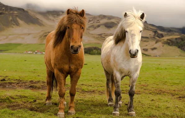 Картинка Iceland, Farm, Horses