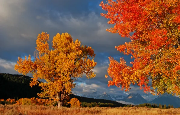 Картинка осень, небо, листья, деревья, горы, тучи