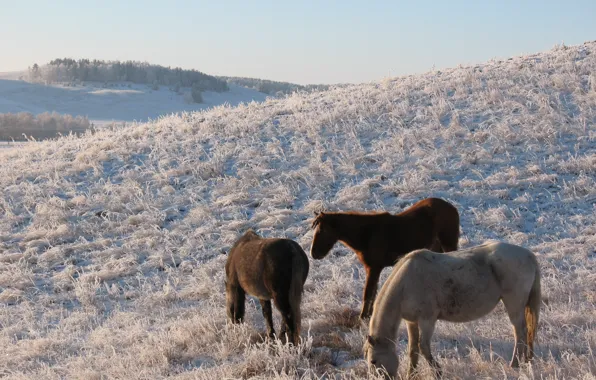 Картинка зима, снег, степь, конь, лошадь, пастбище, мороз, сопка, табун, казахстан, кокшетау, выгон HD обои для …