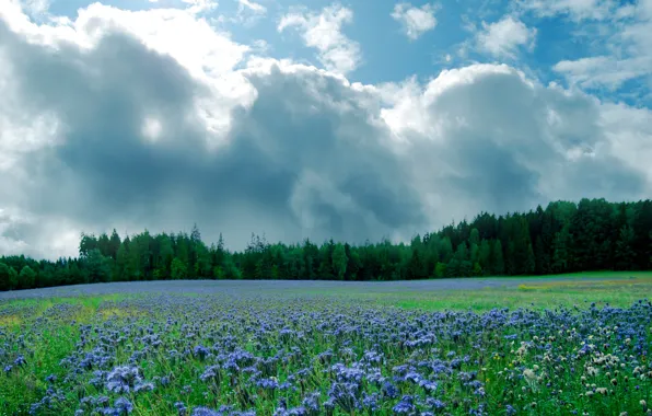 Картинка поле, лето, небо, облака, деревья, цветы, Природа, summer, sky, trees, nature, flowers, clouds