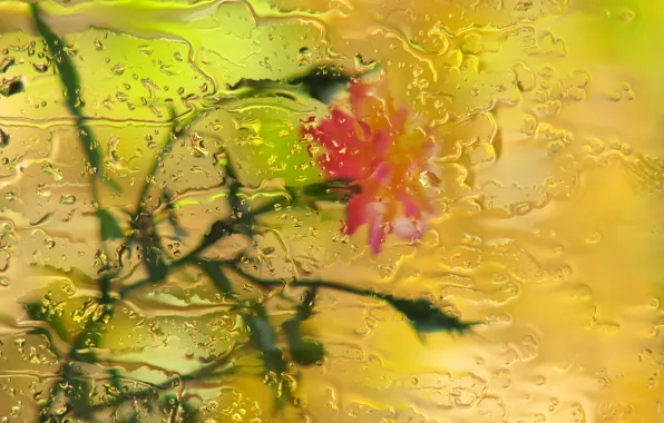 Картинка стекло, капли, цветы, дождь, роза, боке