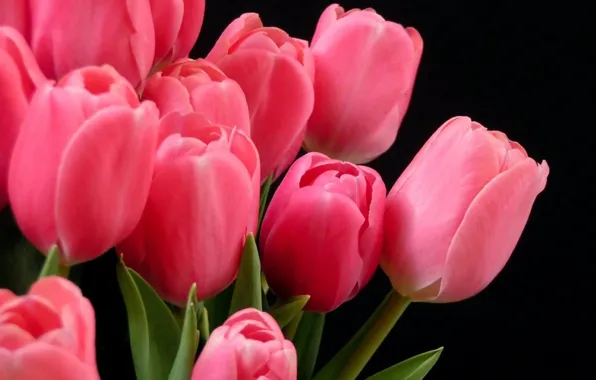 Картинка Тюльпаны, розовые, на темном фоне