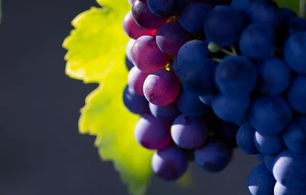 Картинка природа, фрукты, большое разрешение, grape, виноград macro photo, fruit