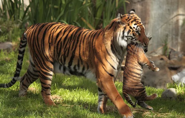 Картинка тигры, тигрёнок, материнство