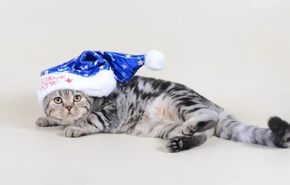 Картинка кошка, взгляд, праздник