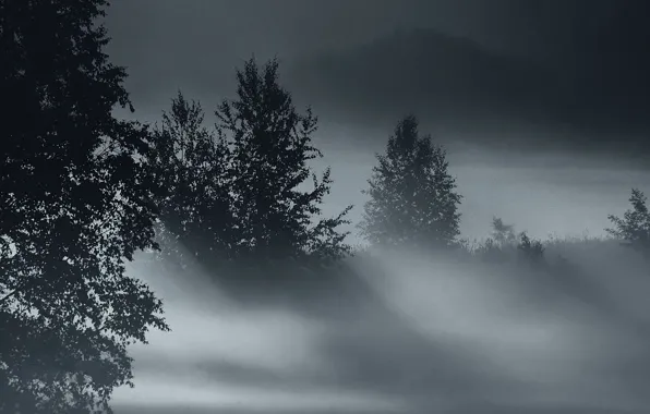 Картинка деревья, рассвет, Туман, сумерки