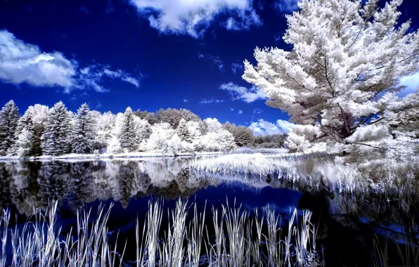 Картинка зима, деревья, отражение