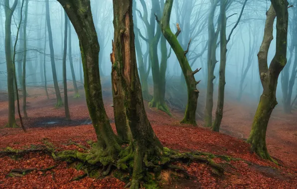 Картинка осень, лес, деревья, природа, стволы, листва, дымка