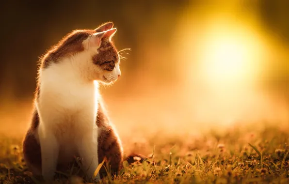Картинка кошка, лето, трава, кот, солнце, природа