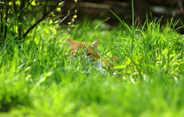 Картинка трава, кот, природа, весна, тайна