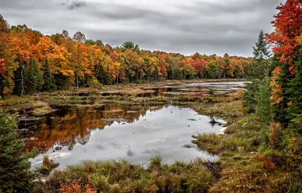 Картинка Ontario, Autumnal Reflections, Killbear Provincial Park