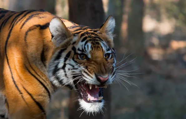 Картинка природа, фон, Bengal Tiger