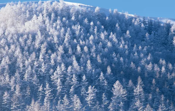 Картинка Небо, Природа, Зима, Деревья, Снег, Лес