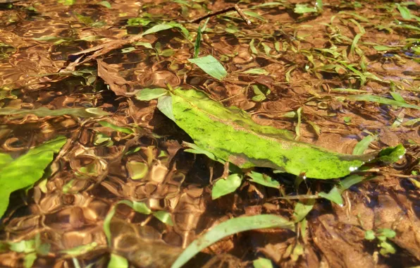 Картинка green, water, lake, woods, leaf, brazil