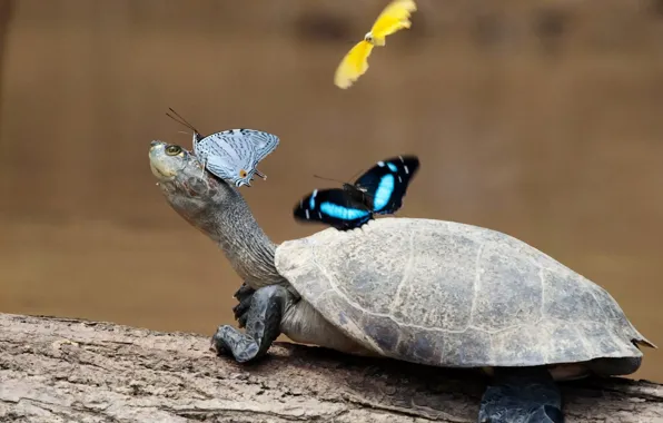 Картинка бабочки, черепаха, лапы, шея