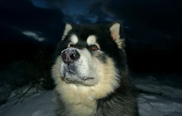 Картинка маламут, Аляскинский маламут, Якут, ездовые собаки, снежная карусель джекпот